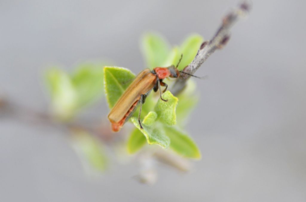 Cantharidae: Cantharis cfr. quadripunctata